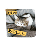 cats ！！！ part 2（個別スタンプ：1）