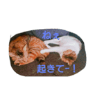 cats ！！！ part 2（個別スタンプ：2）