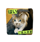 cats ！！！ part 2（個別スタンプ：3）