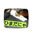 cats ！！！ part 2（個別スタンプ：4）