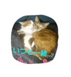 cats ！！！ part 2（個別スタンプ：5）