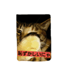 cats ！！！ part 2（個別スタンプ：6）