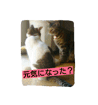 cats ！！！ part 2（個別スタンプ：7）