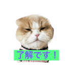 むぅさま（個別スタンプ：1）