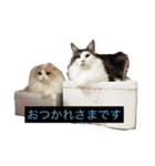 むぅさま（個別スタンプ：16）