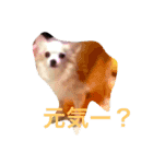 my lovely dogs.（個別スタンプ：1）