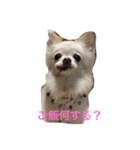 my lovely dogs.（個別スタンプ：2）