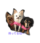 my lovely dogs.（個別スタンプ：3）
