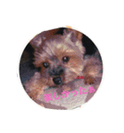 my lovely dogs.（個別スタンプ：4）