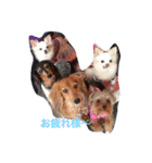 my lovely dogs.（個別スタンプ：5）