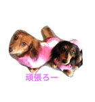my lovely dogs.（個別スタンプ：6）