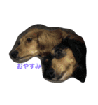 my lovely dogs.（個別スタンプ：7）