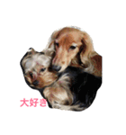 my lovely dogs.（個別スタンプ：8）