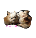 my lovely dogs.（個別スタンプ：9）