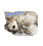 my lovely dogs.（個別スタンプ：11）