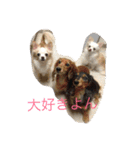 my lovely dogs.（個別スタンプ：12）