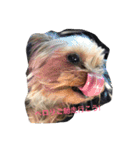 my lovely dogs.（個別スタンプ：13）
