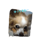 my lovely dogs.（個別スタンプ：14）