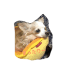 my lovely dogs.（個別スタンプ：15）