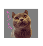シャルトリューのだいちゃん（個別スタンプ：1）