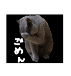 シャルトリューのだいちゃん（個別スタンプ：5）