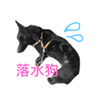 Doggy ＆ froggy（個別スタンプ：5）
