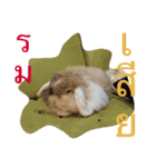 momojiji（個別スタンプ：5）