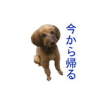愛犬あん（個別スタンプ：1）