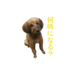 愛犬あん（個別スタンプ：2）