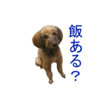 愛犬あん（個別スタンプ：3）