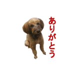 愛犬あん（個別スタンプ：4）