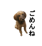 愛犬あん（個別スタンプ：5）