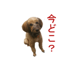 愛犬あん（個別スタンプ：7）