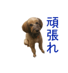 愛犬あん（個別スタンプ：8）