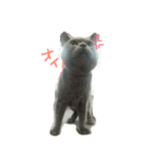 DOG yue（個別スタンプ：1）