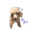 DOG yue（個別スタンプ：2）