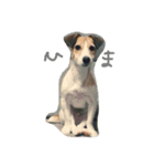 DOG yue（個別スタンプ：3）