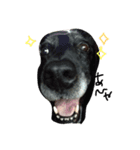 DOG yue（個別スタンプ：4）