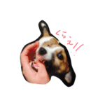 DOG yue（個別スタンプ：5）