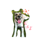 DOG yue（個別スタンプ：6）