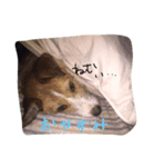 DOG yue（個別スタンプ：8）