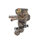 Jaslene's Diamond cat（個別スタンプ：1）