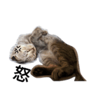 Jaslene's Diamond cat（個別スタンプ：7）