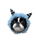 Pooh is japanesechin.（個別スタンプ：2）