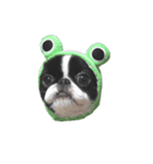 Pooh is japanesechin.（個別スタンプ：3）