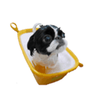 Pooh is japanesechin.（個別スタンプ：4）