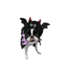 Pooh is japanesechin.（個別スタンプ：5）