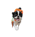 Pooh is japanesechin.（個別スタンプ：6）