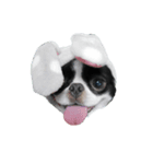 Pooh is japanesechin.（個別スタンプ：7）