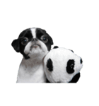 Pooh is japanesechin.（個別スタンプ：8）